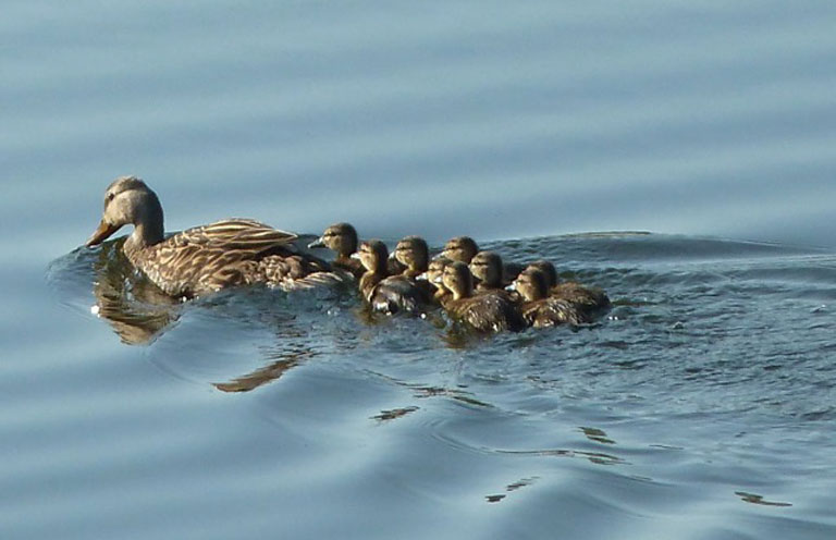 Mama Duck with ducklings following.